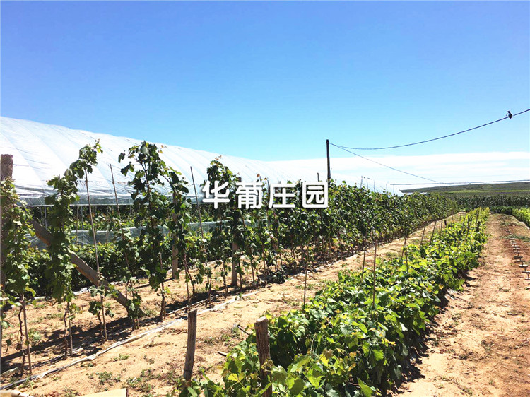 Q3210H2(�Ԅ�(d��ng)��ж��)�Ď�ʽ����C(j��)